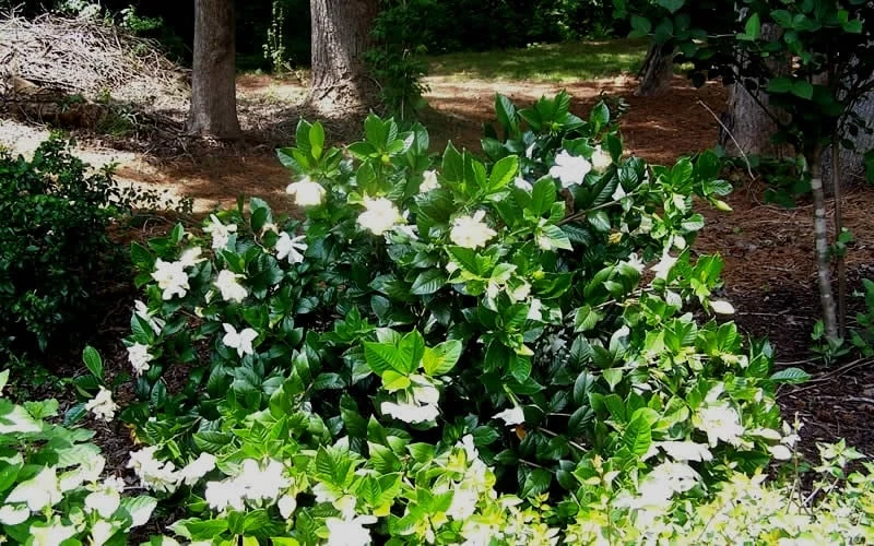 Fall In Love Cold Hardy Gardenia - 1 Gallon Pot - Image 6