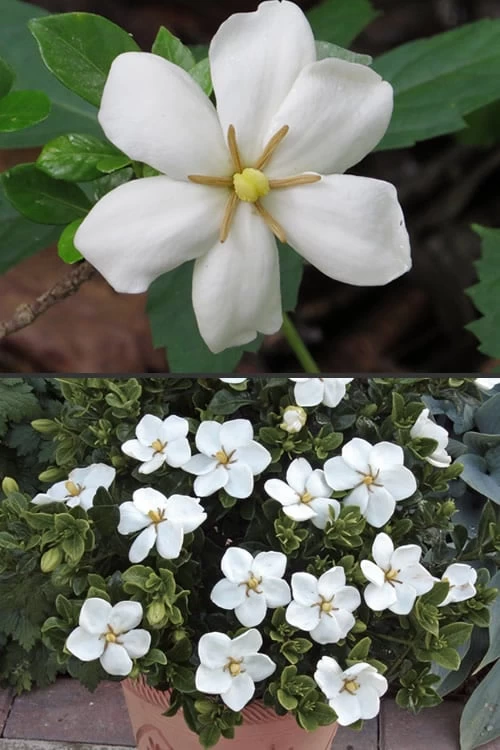 Hardy Fragrant Daisy Gardenia Bush - 3 Gallon Pot - Image 6