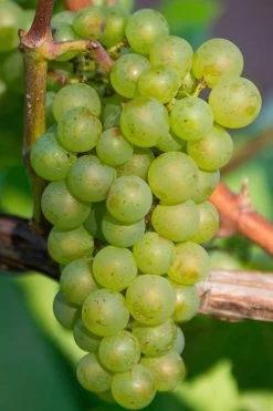 Niagara Seedless Grape Vine - 1 Gallon Pot