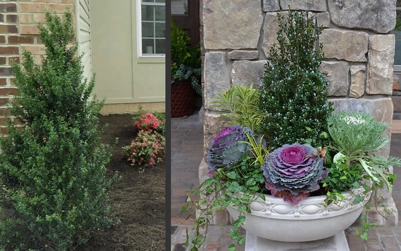 Pyramidal Compacta Japanese Holly - 3 Gallon Pot - Image 5