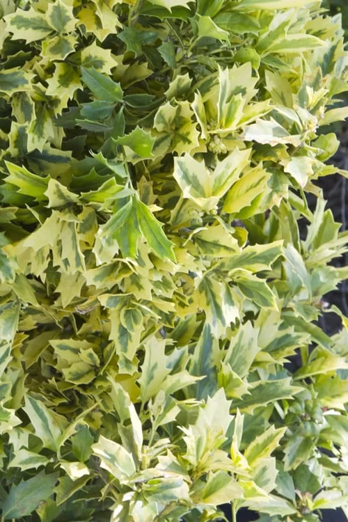 Golden Oakland Holly - 7 Gallon Pot - Image 4