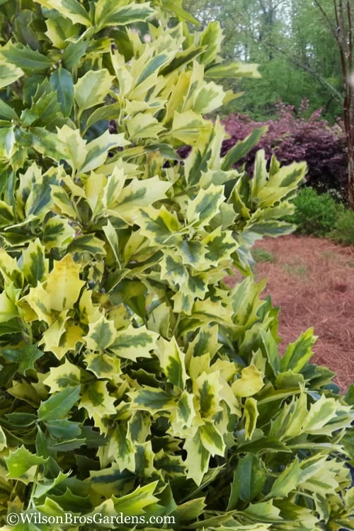 Golden Oakland Holly - 7 Gallon Pot - Image 5