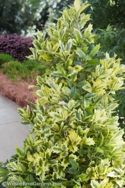 Golden Oakland Holly - 1 Gallon Pot