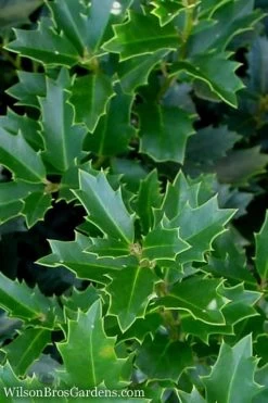 Oakland Holly - 3 Gallon Pot