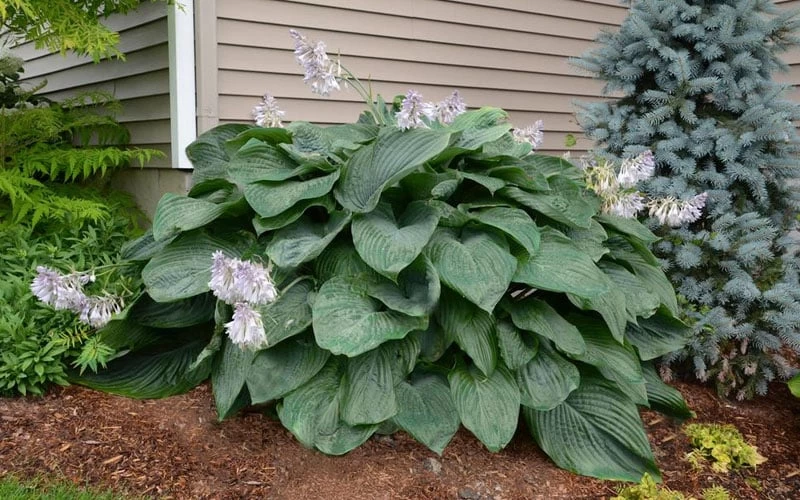 Empress Wu Giant Hosta Lily - 1 Gallon Pot - Image 5
