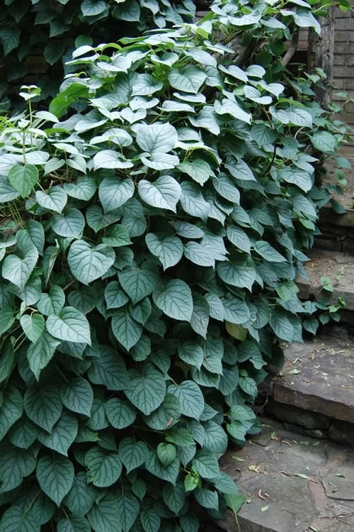 Moonlight Climbing Hydrangea - 2 Gallon Pot - Image 7