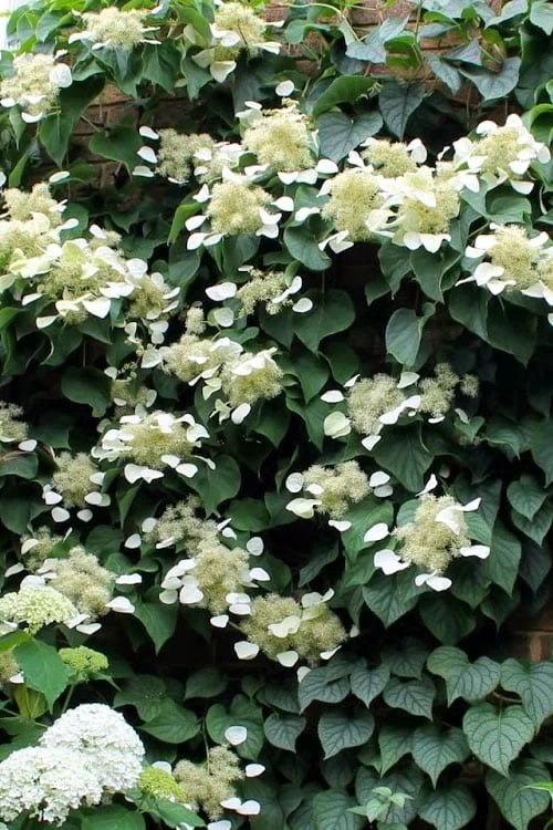 Moonlight Climbing Hydrangea - 5 Gallon Pot - Image 8