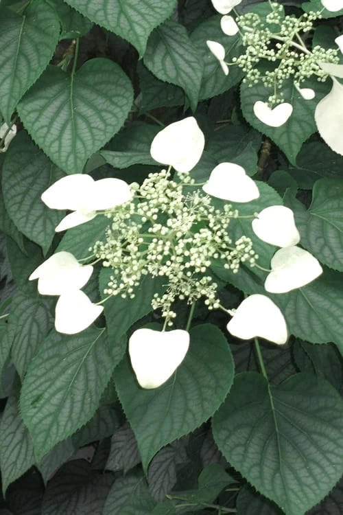 Moonlight Climbing Hydrangea - 2 Gallon Pot - Image 4