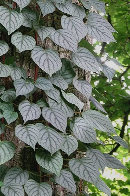 Moonlight Climbing Hydrangea - 2 Gallon Pot - Image 11