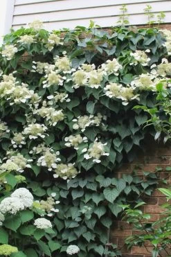 Moonlight Climbing Hydrangea - 2 Gallon Pot