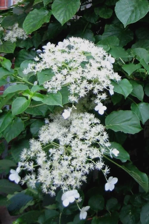 Climbing Hydrangea 'Petiolaris' - 5 Gallon Pot - Image 4