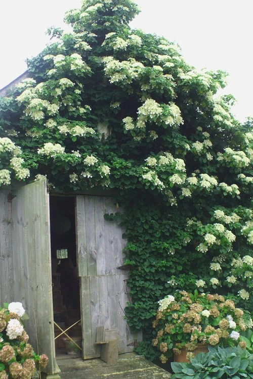 Climbing Hydrangea 'Petiolaris' - 5 Gallon Pot - Image 5