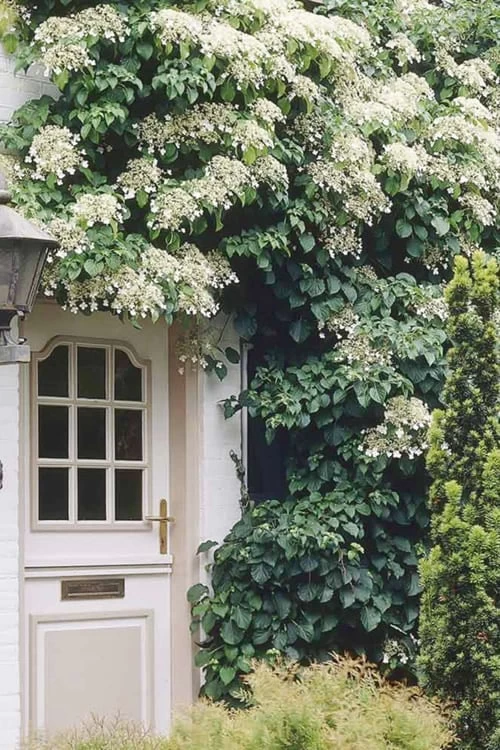 Moonlight Climbing Hydrangea - 5 Gallon Pot - Image 5