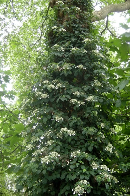 Climbing Hydrangea 'Petiolaris' - 5 Gallon Pot - Image 6