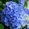 Glory Blue Hydrangea - 1 Gallon Pot