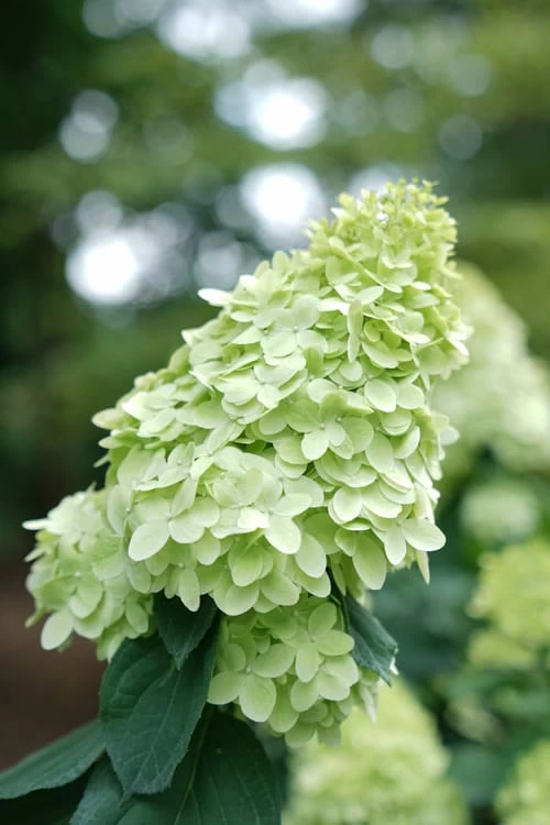 Limelight Prime Hydrangea - 3 Gallon Pot - Image 6