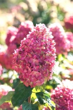 Limelight Prime Hydrangea - 3 Gallon Pot