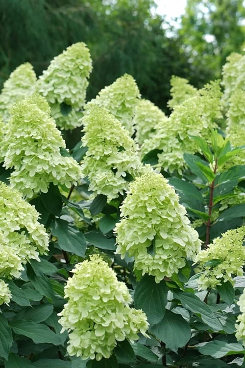 Limelight Prime Hydrangea - 3 Gallon Pot - Image 5