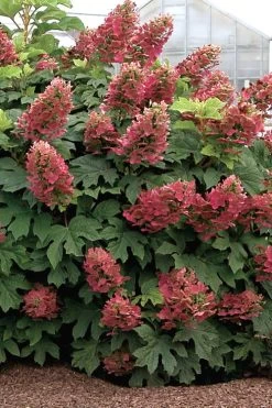 Ruby Slippers Dwarf Oakleaf Hydrangea - 2 Gallon Pot