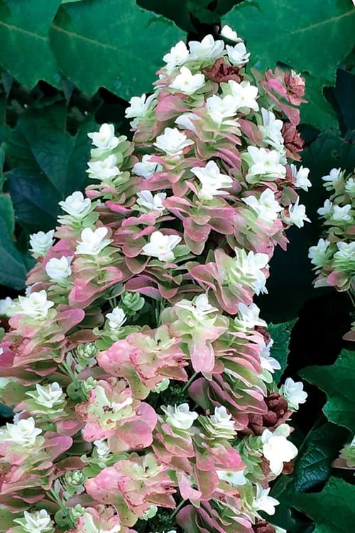 Snowcicle Oakleaf Hydrangea - 3 Gallon Pot - Image 6