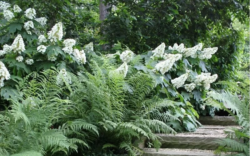 Oakleaf Hydrangea - 3 Gallon Pot - Image 6