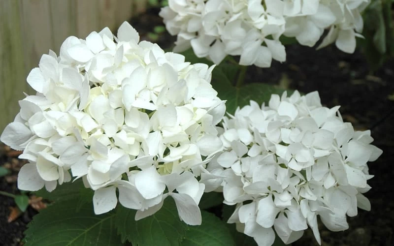 Sister Theresa Hydrangea - 3 Gallon Pot - Image 5