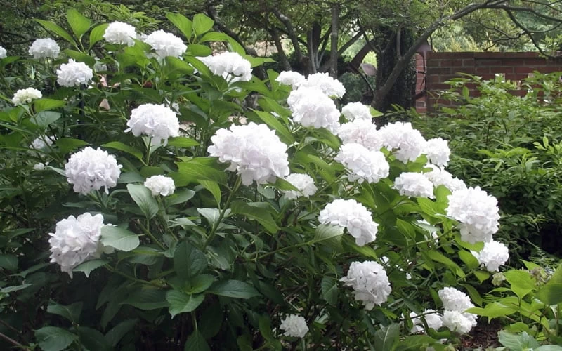Sister Theresa Hydrangea - 3 Gallon Pot - Image 4