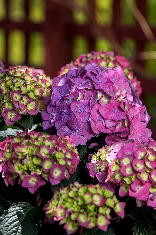 Summer Crush Endless Summer Hydrangea - 3 Gallon Pot - Image 8