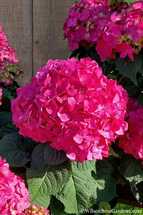 Summer Crush Endless Summer Hydrangea - 3 Gallon Pot