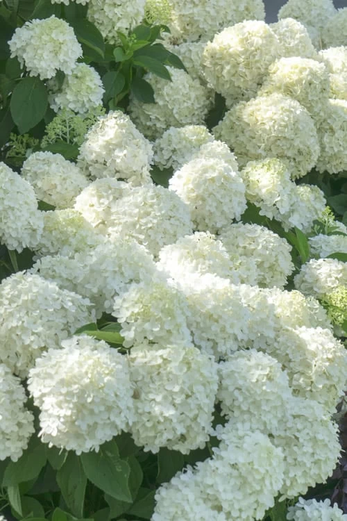 White Wedding Hydrangea - 2 Gallon Pot - Image 4