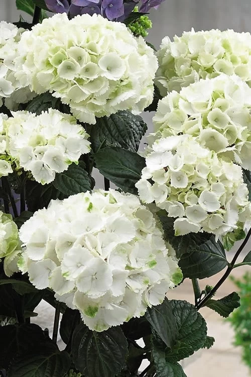 Zebra Hydrangea - 1 Gallon Pot - Image 4