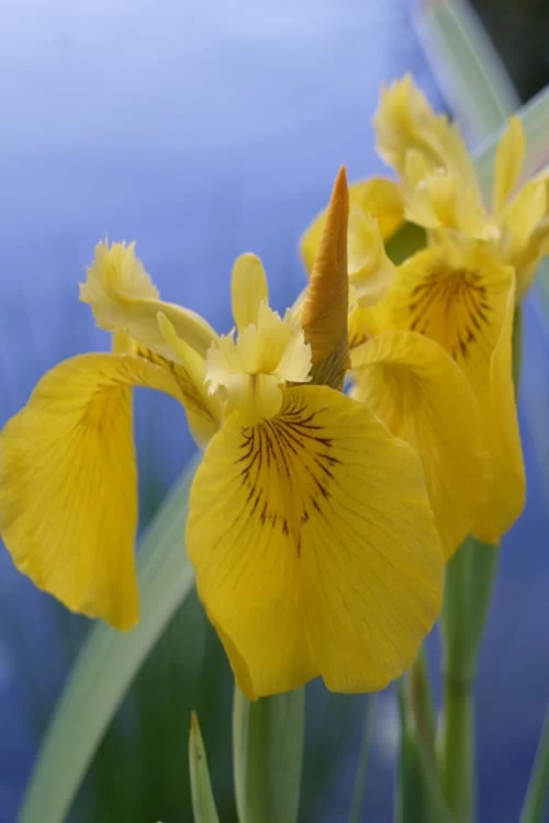 Yellow Flag Iris - 8 Pack Of 1 Gallon Pots - Image 9