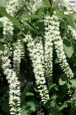 Henry's Garnet Virginia Sweetspire (Itea) - 7 Gallon Pot