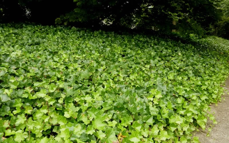 English Ivy (Hedera Helix) - 36 Pack Of 3.5" Pots - Image 5