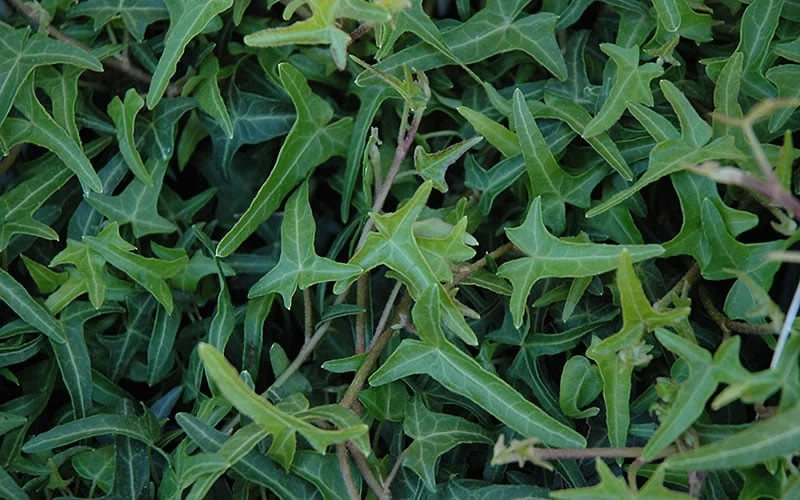 Needlepoint Ivy (Hedera Helix) - 10 Pack Of 4" Pots - Image 4