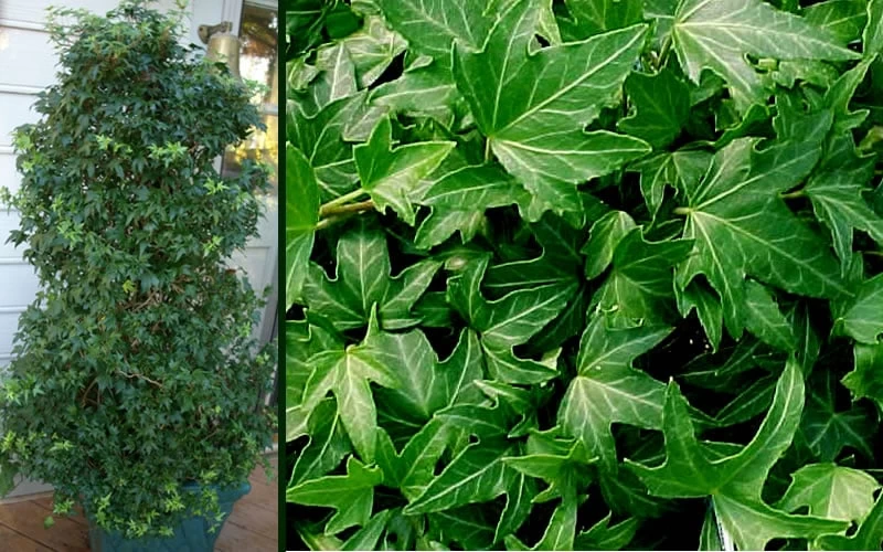 Needlepoint Ivy (Hedera Helix) - 10 Pack Of 4" Pots - Image 5