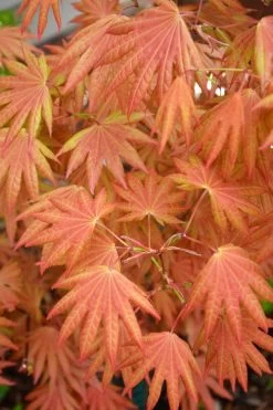 Autumn Moon Japanese Maple - 2 Gallon Pot