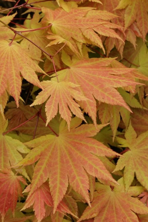 Autumn Moon Japanese Maple - 3 Gallon Pot (3-3.5') - Image 4