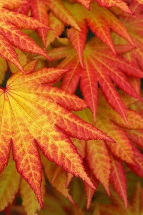 Autumn Moon Japanese Maple - 3 Gallon Pot (3-3.5') - Image 5