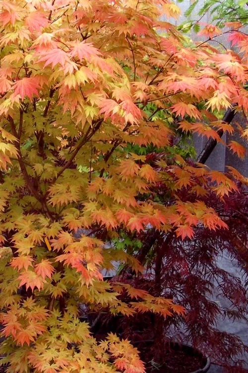 Autumn Moon Japanese Maple - 3 Gallon Pot (3-3.5') - Image 7