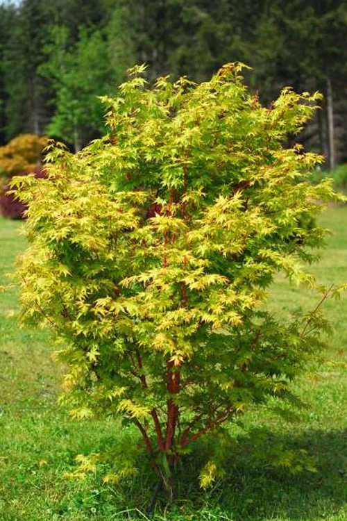 Beni Kawa Coral Bark Japanese Maple - 3 Gallon Pot - Image 5