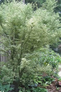 Butterfly Japanese Maple - 3 Gallon Pot