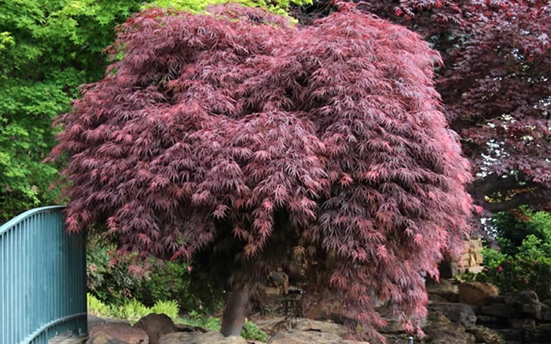 Crimson Queen Dwarf Japanese Maple (High Graft Tree Form) - 2 Gallon Pot - Image 7
