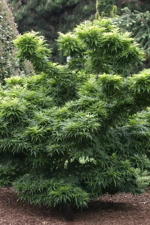 Mikawa Yatsubusa Japanese Maple - 1 Gallon Pot - Image 6