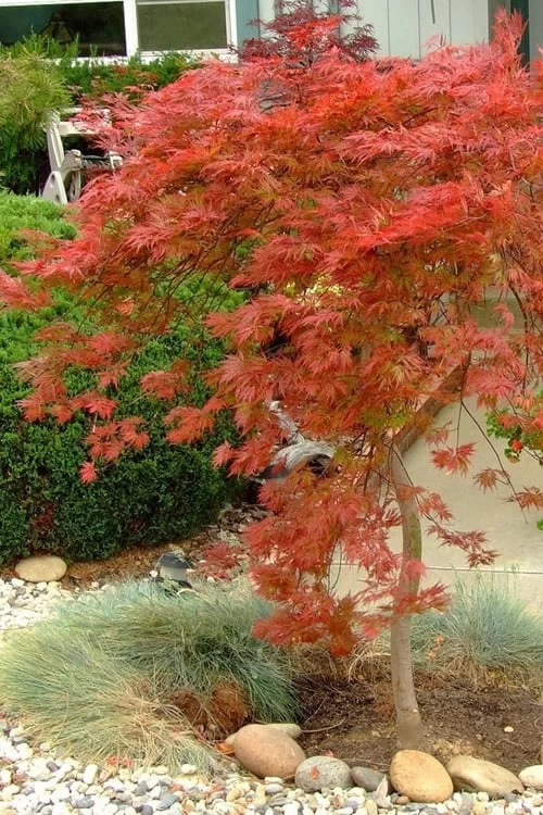 Orangeola Weeping Japanese Maple - 3 Gallon Pot (1.5-2') - Image 5