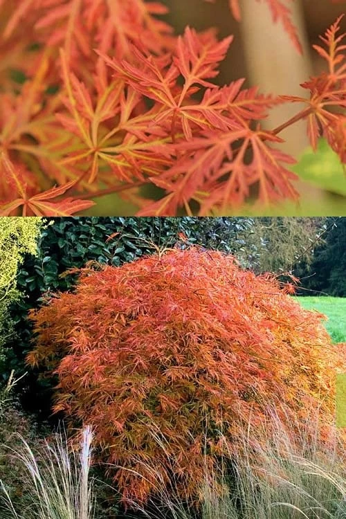 Orangeola Weeping Japanese Maple - 3 Gallon Pot (1.5-2') - Image 4