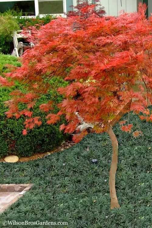 Orangeola Weeping Japanese Maple - 1 Gallon Pot (High Grafted Tree Form) - Image 4
