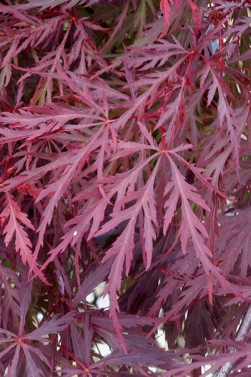 Red Dragon Dwarf Japanese Maple - 1 Gallon Pot - Image 6
