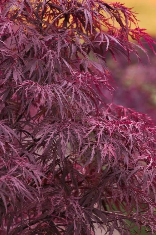 Red Dragon Dwarf Japanese Maple - 1 Gallon Pot