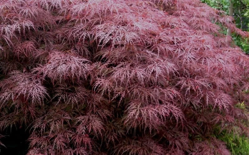 Red Dragon Dwarf Japanese Maple - 1 Gallon Pot - Image 7